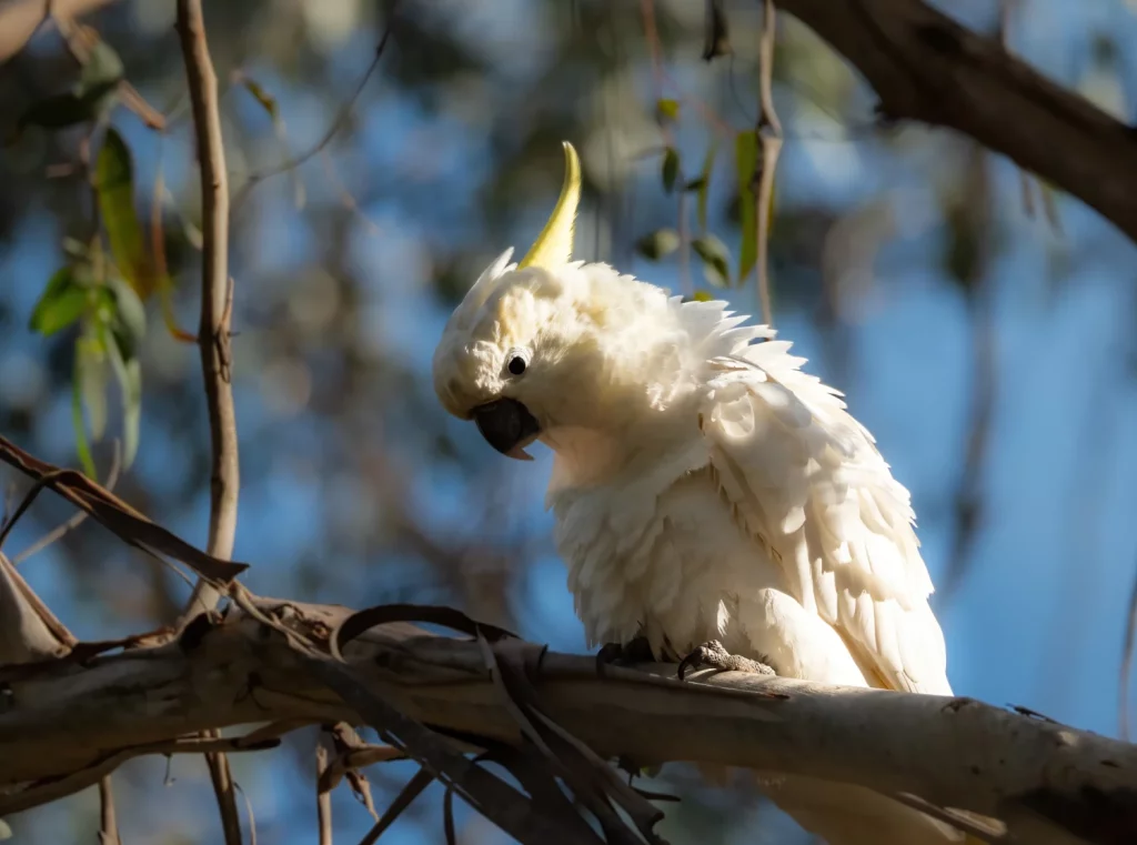 Fun Facts About Cockatoos