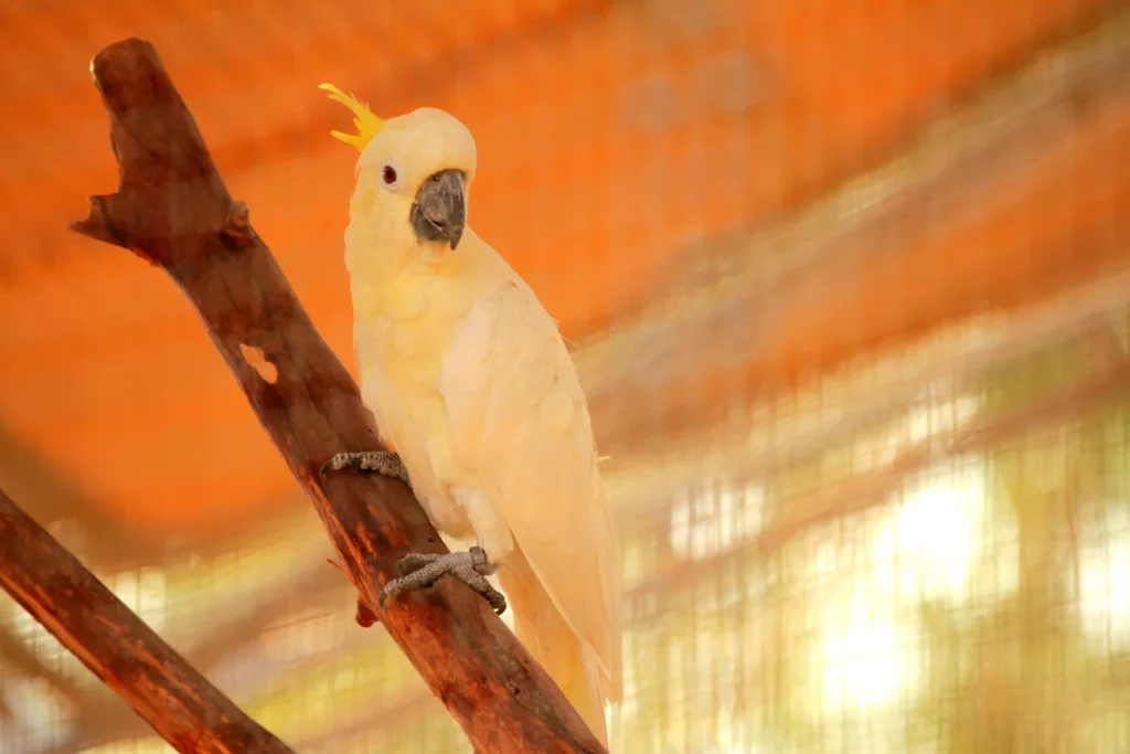 Fun Facts About Cockatoos