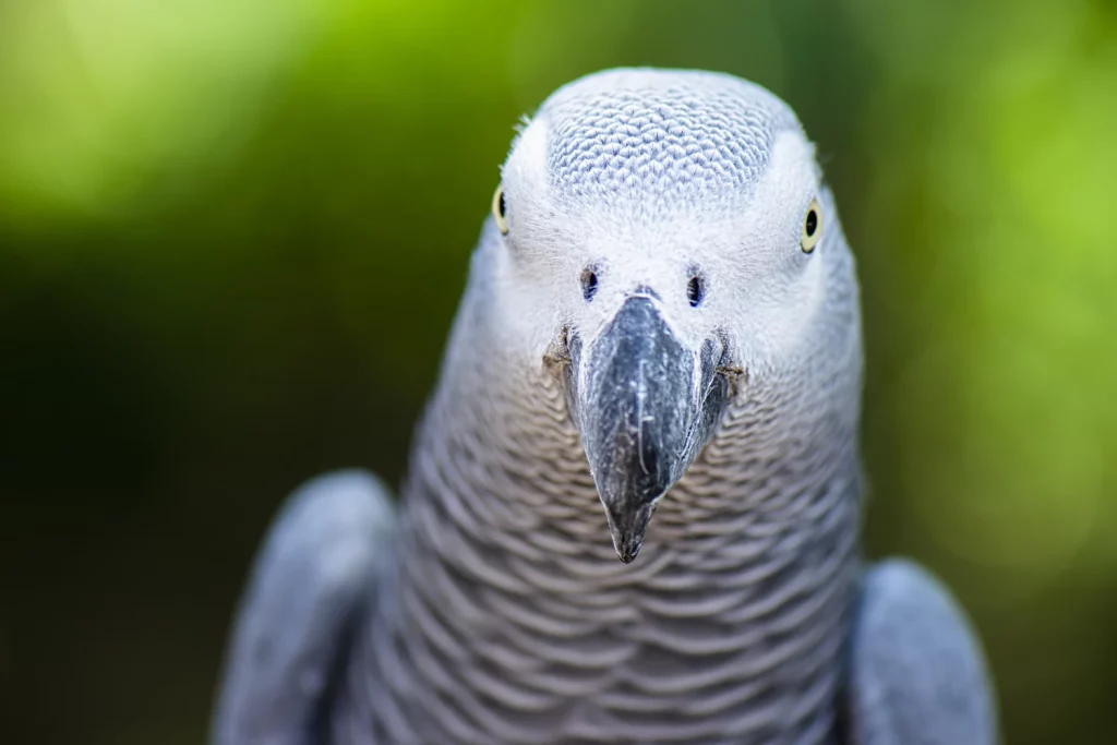 How Can African Greys See Color