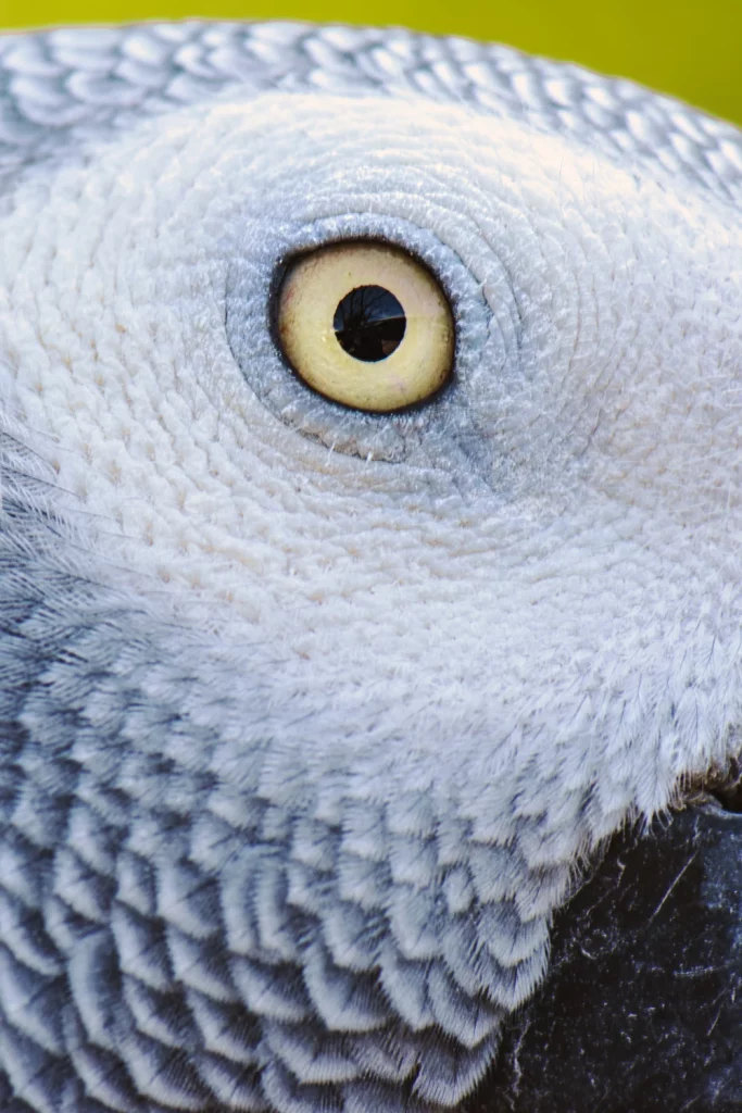 How Can African Greys See Color