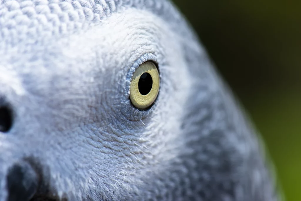 How Can African Greys See Color