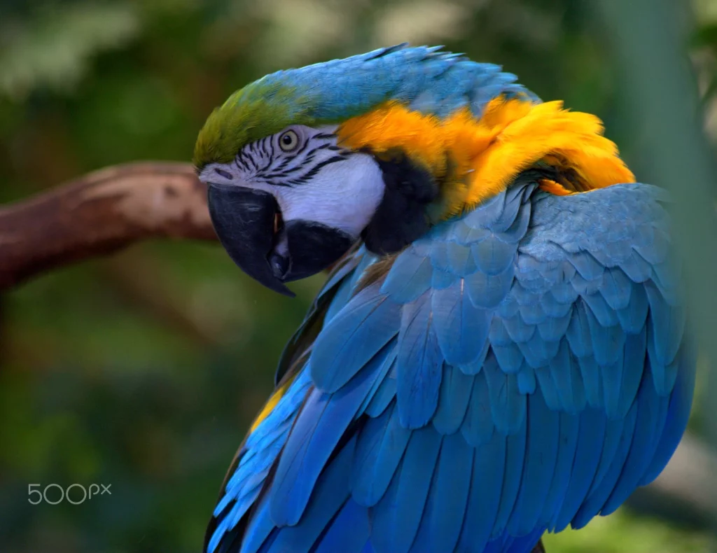 How Do Macaws Sleep