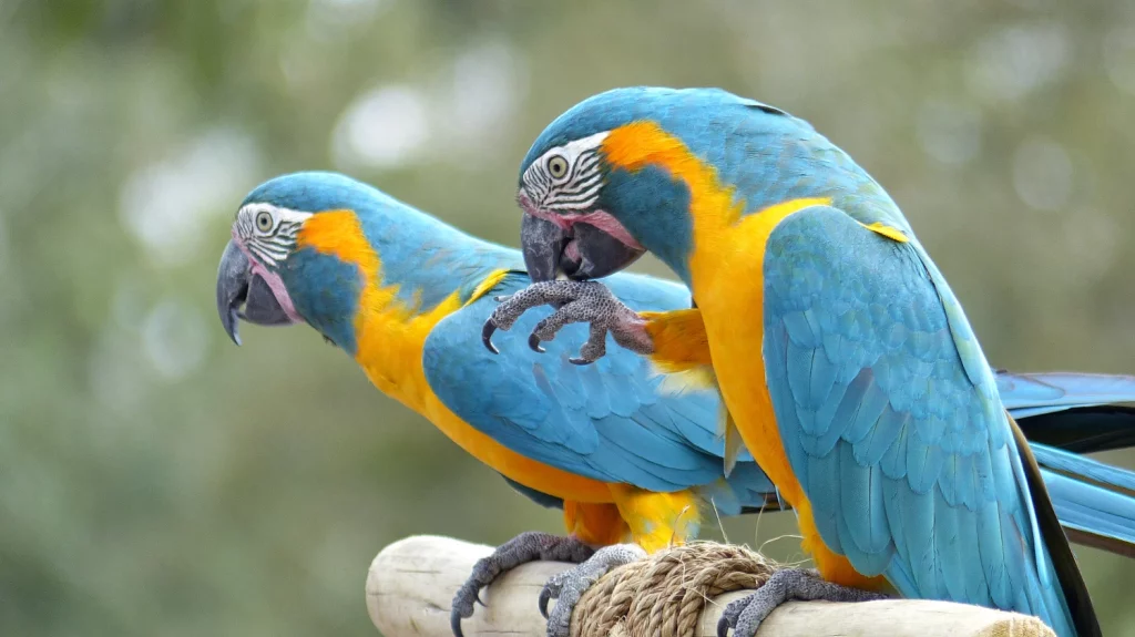 How Do Macaws Sleep