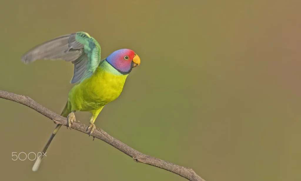 How Do Parakeets Sleep