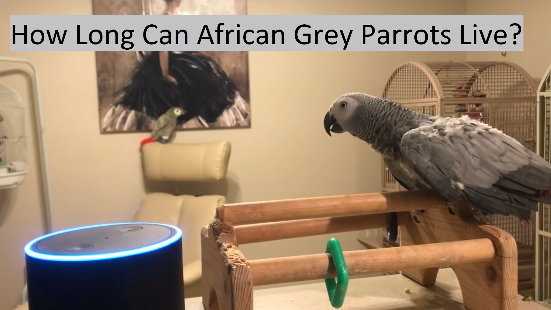 How Long Can African Grey Parrots Live? Featherland Bird Cage