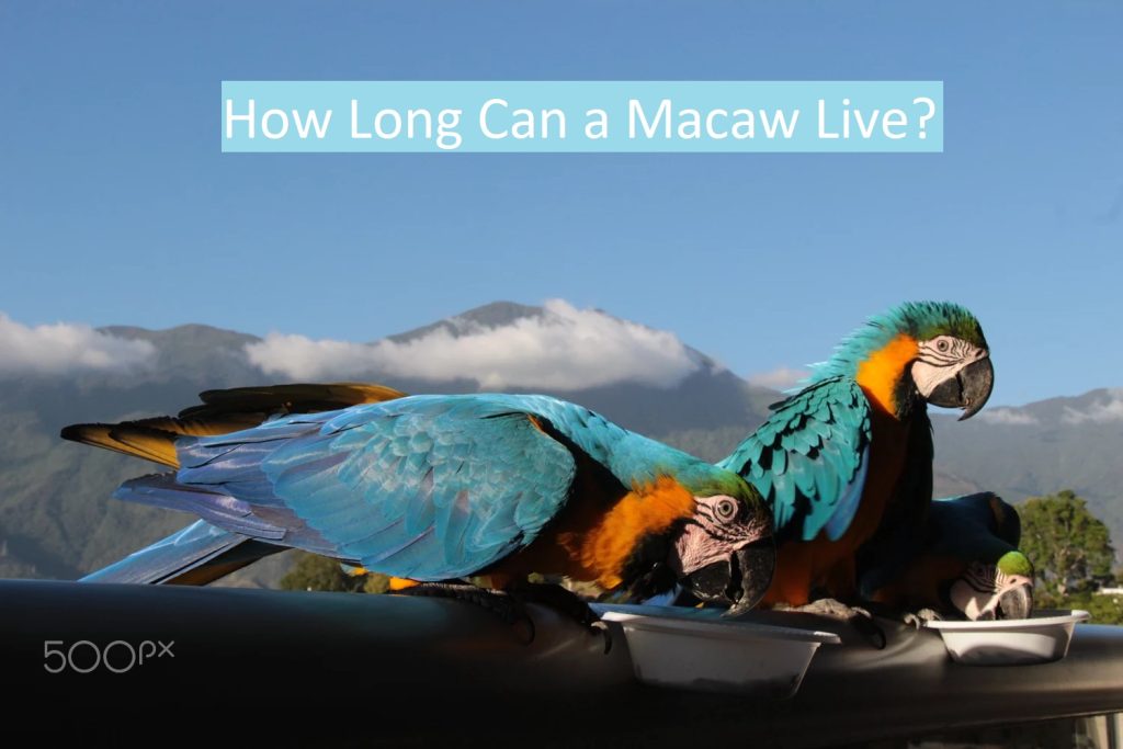 How Long Can a Macaw Live