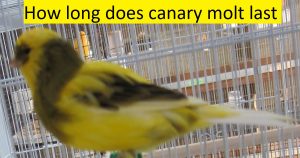 How Long Does Canary Molt Last
