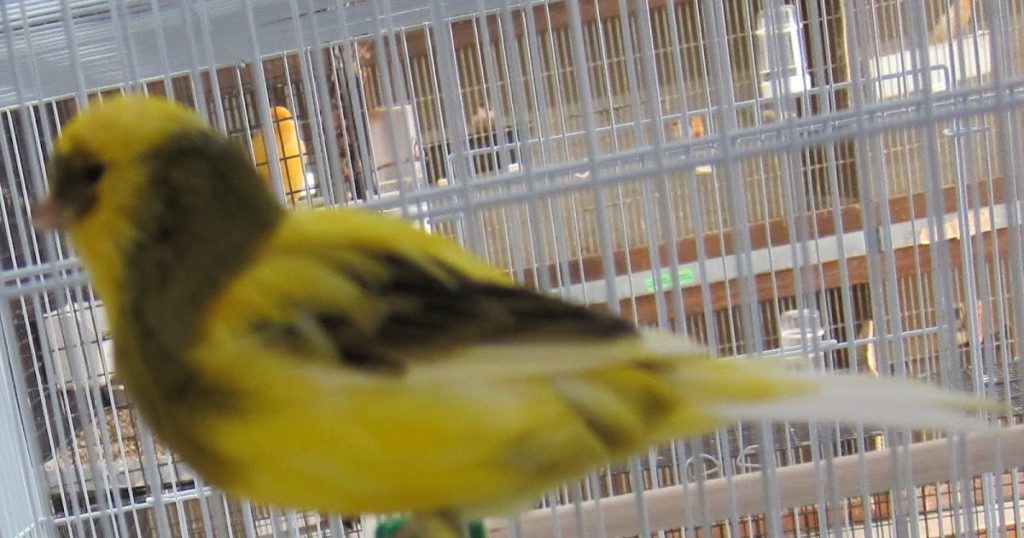 How Long Does Canary Molt Last?