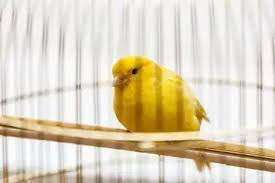 How Long Does Canary Molt Last?