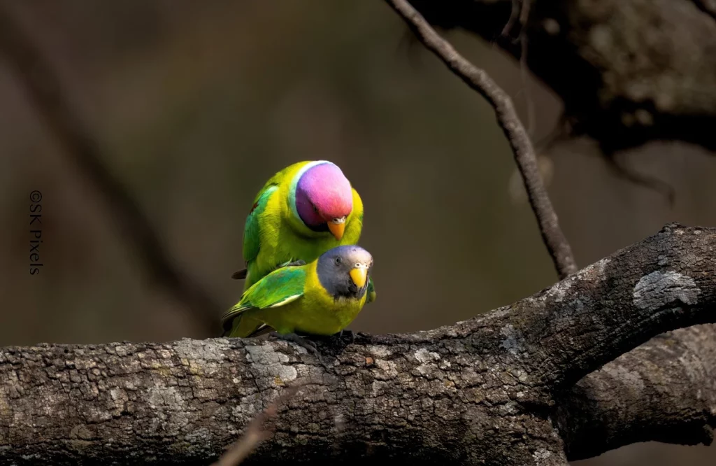 How Long Does It Take For Lovebird Eggs to Hatch