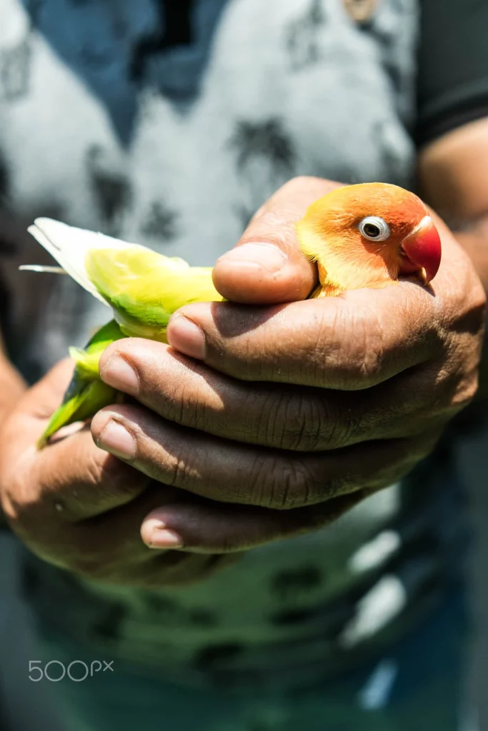 How Long Does It Take For Lovebird Eggs to Hatch