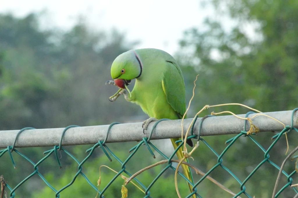 How Many Parakeets Can Be in One Cage (2)