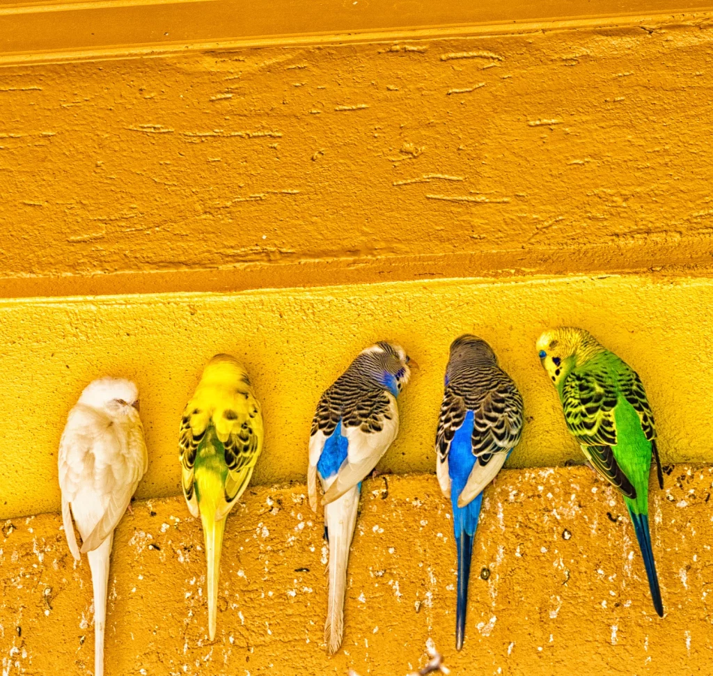 How Many Parakeets Can Be in One Cage (2)