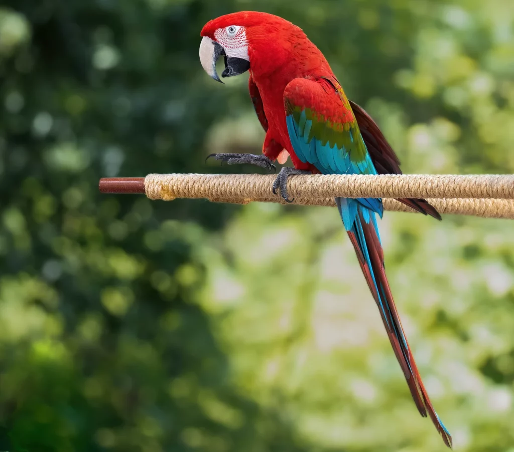 How Smart Are Macaws