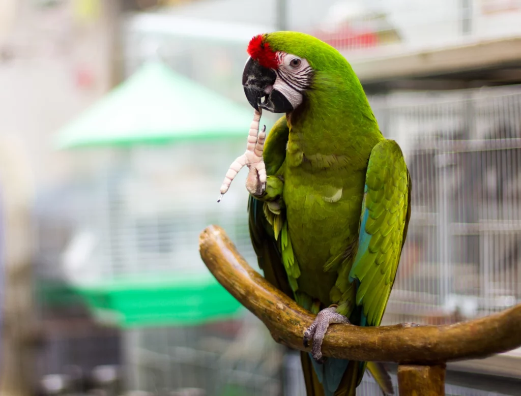 How Smart Are Macaws