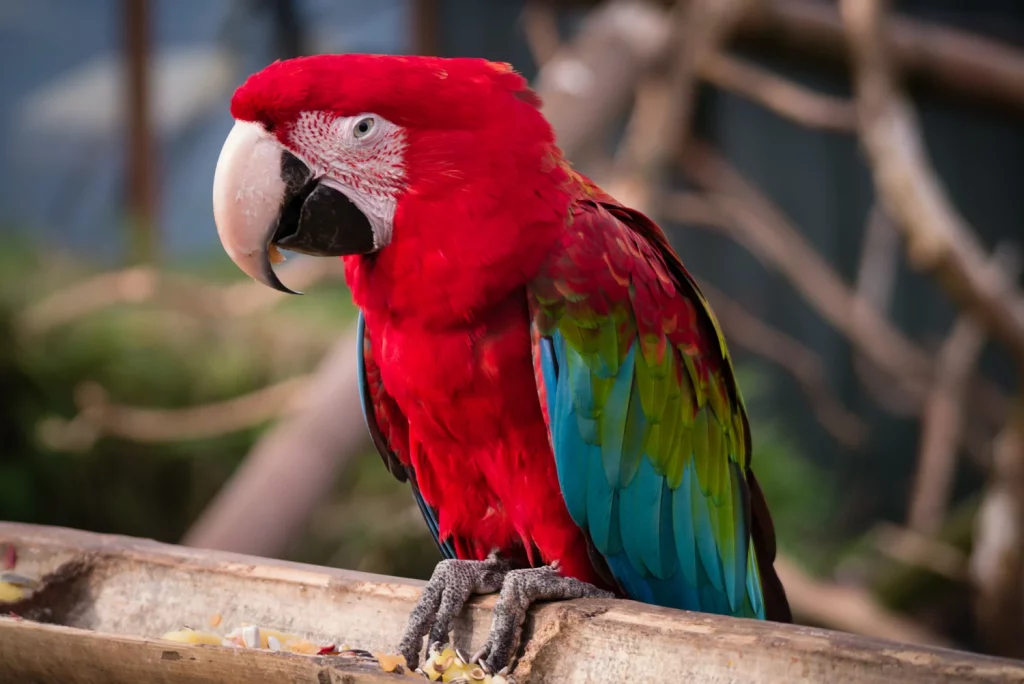 How Smart Are Macaws