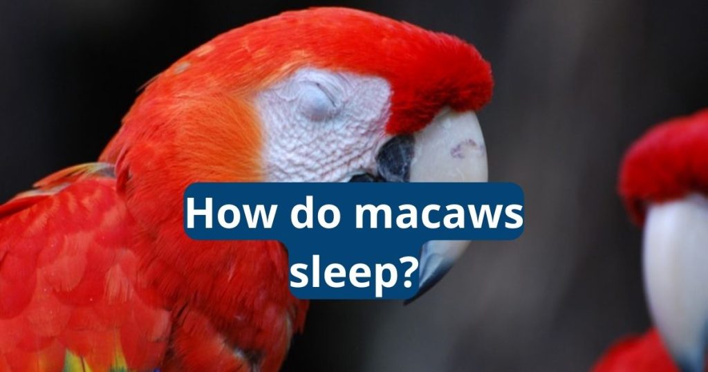 How Do Macaws Sleep?