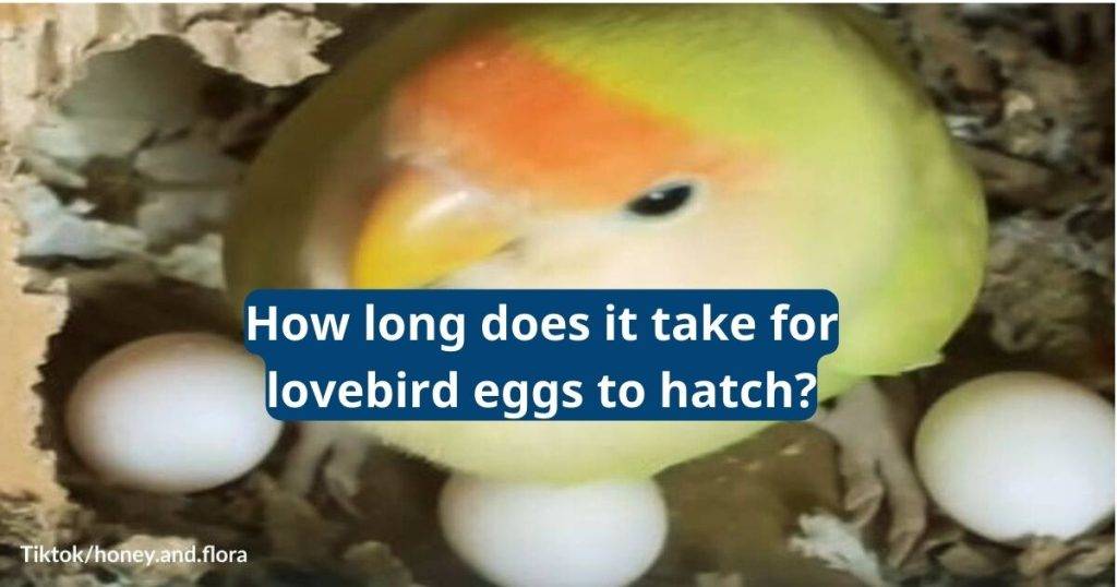How long does it take for lovebird eggs to hatch