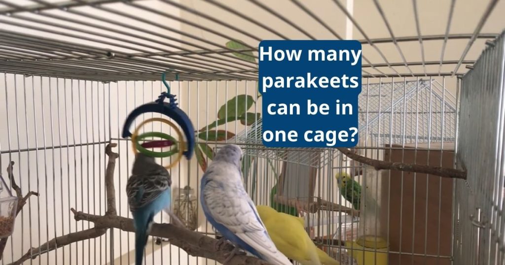 How many parakeets can be in one cage