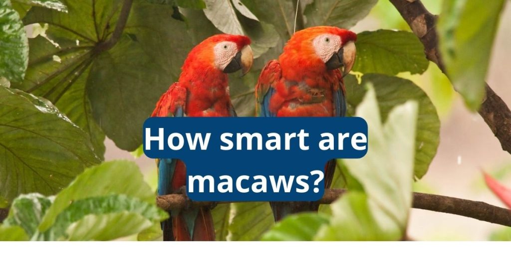 How Smart Are Macaws