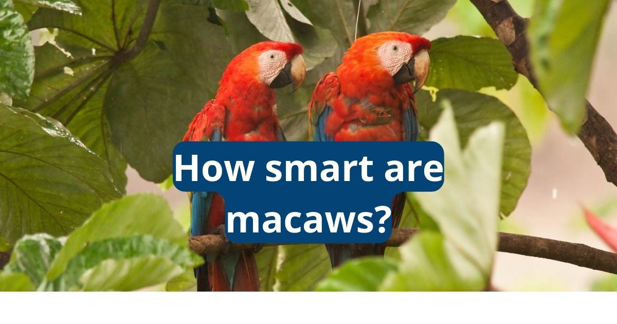 How Smart Are Macaws? Featherland Bird Cage