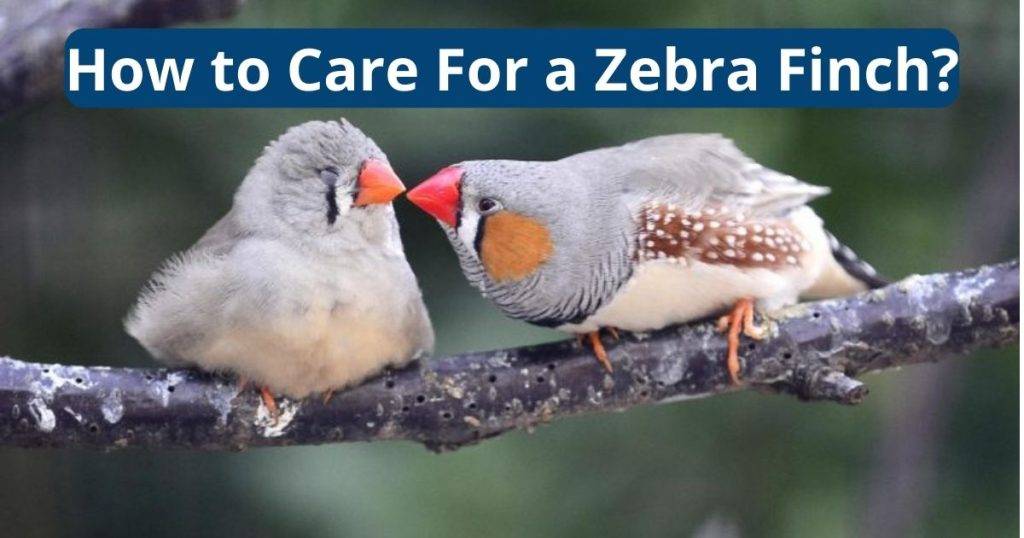 How to Care For a Zebra Finch