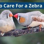 How to Care For a Zebra Finch