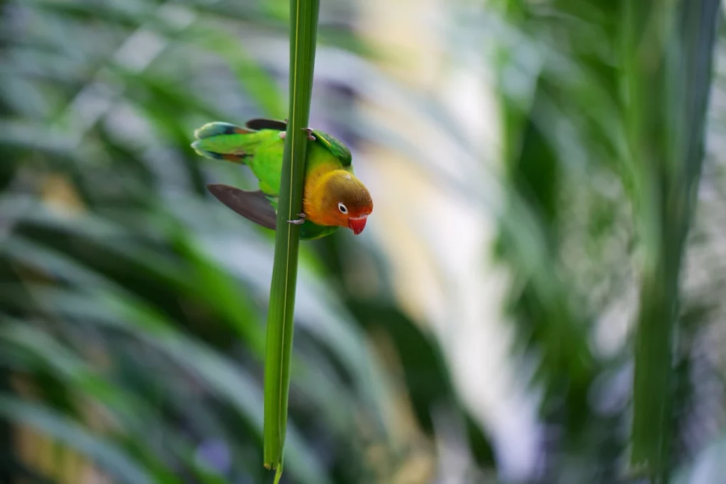 How to Get a Parakeet to Like You