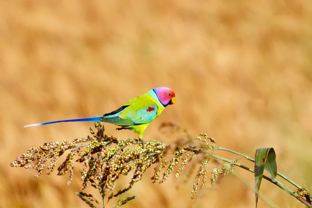 How to Get a Parakeet to Like You