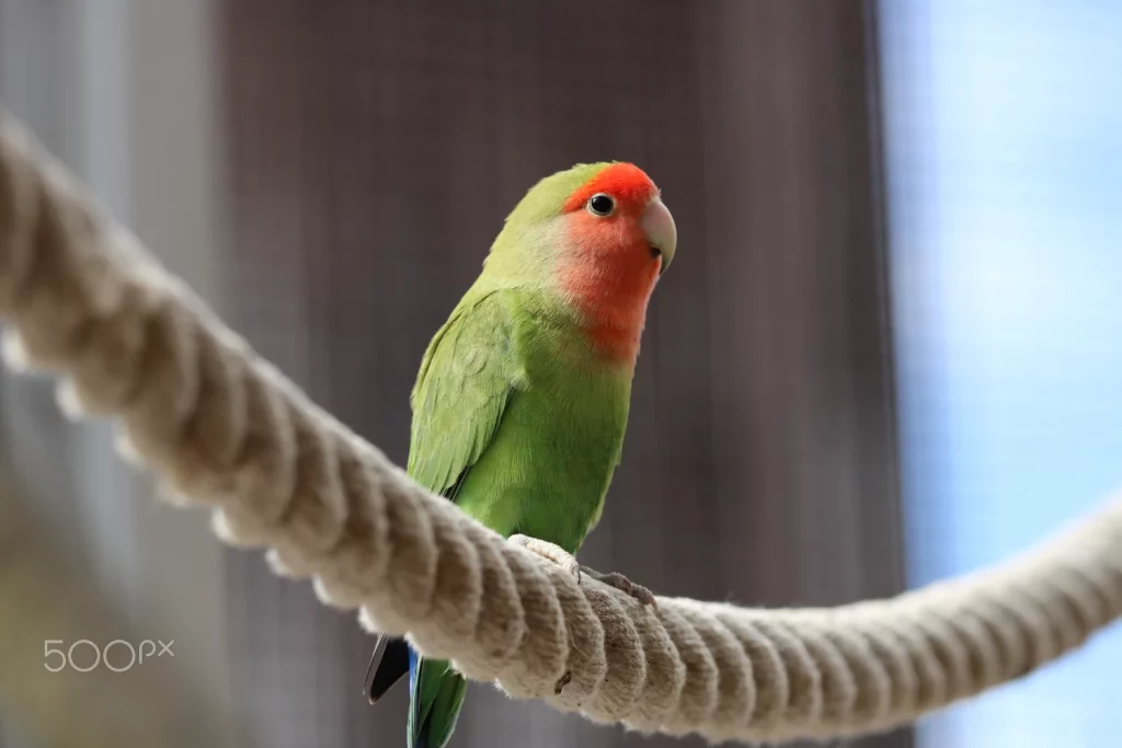 How to Tame a Lovebird