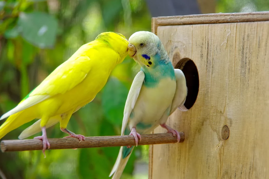 How to Tame a Lovebird