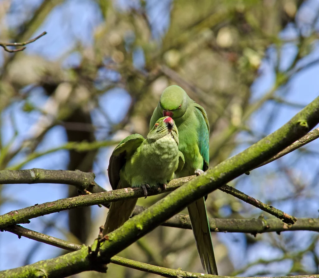 How to Train Parakeets