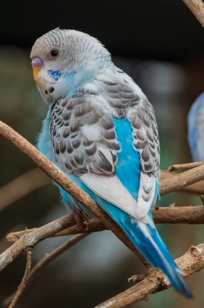 How to Train Parakeets