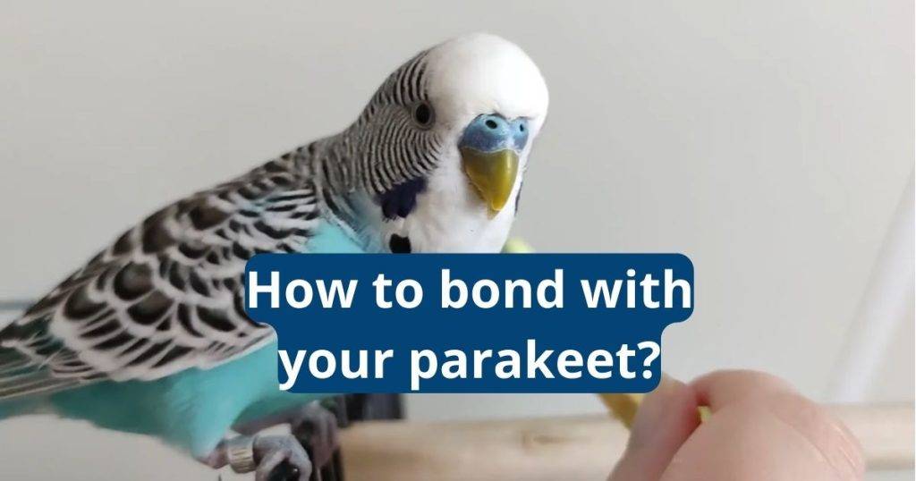 How to Bond With Your Parakeet