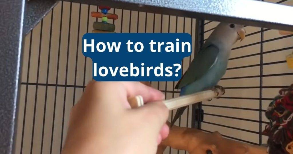 How to Train Lovebirds