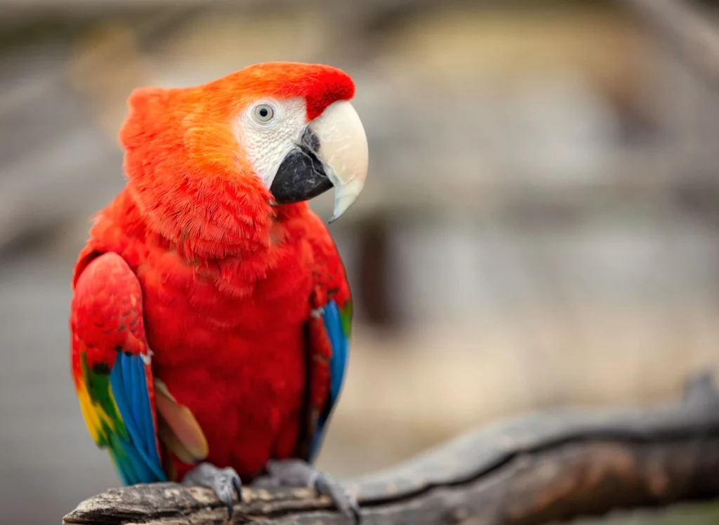 Macaw Colors