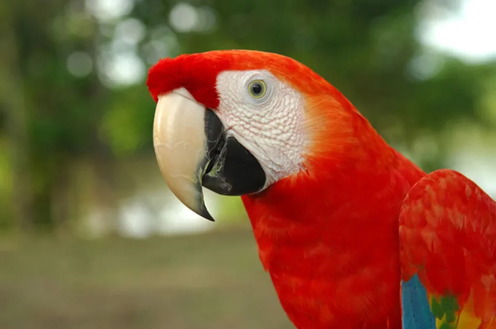 Can Macaws Be Pets