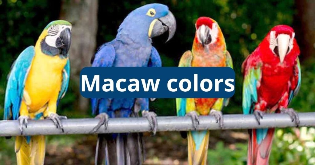 Macaw Colors