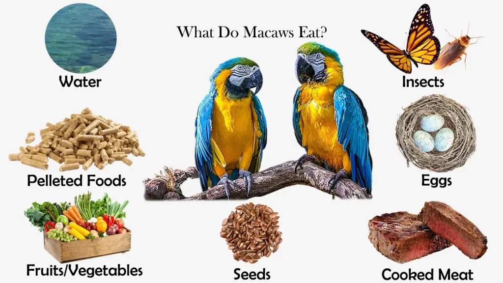 Can Macaws Eat Mushrooms?