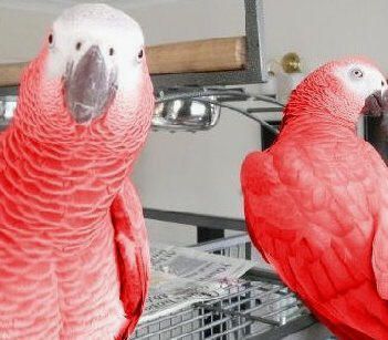 Red Factor African Grey