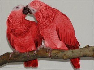 Red Factor African Grey