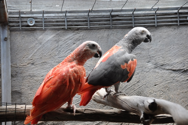 Red Factor African Grey