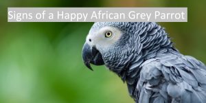 signs of a happy african grey