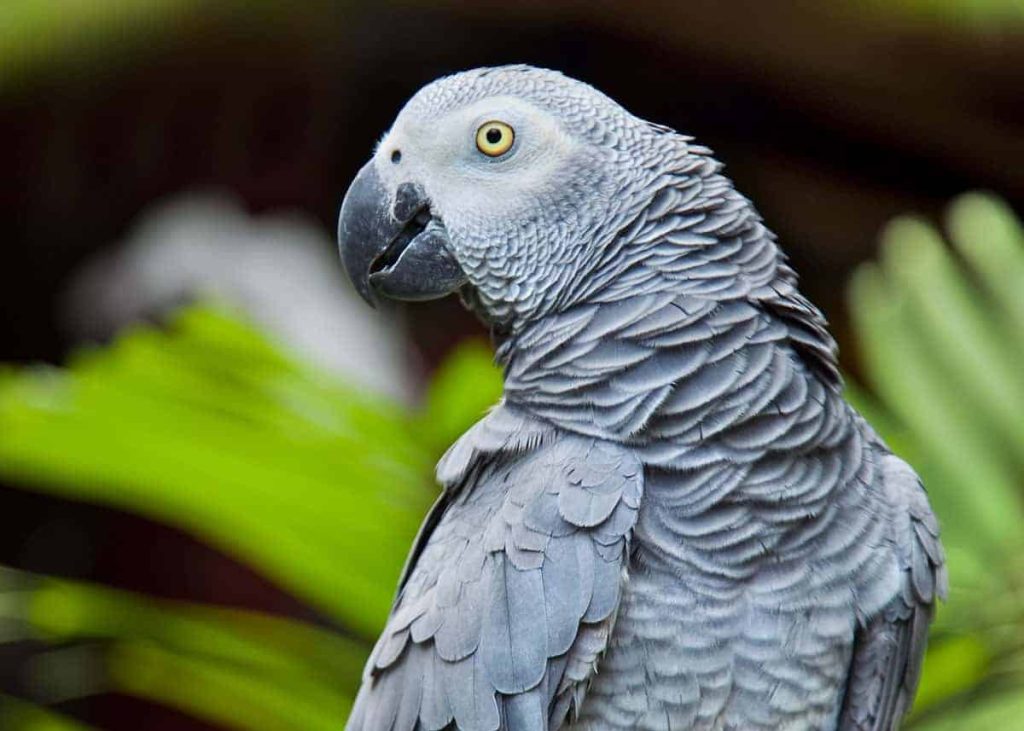 signs of a happy african grey 