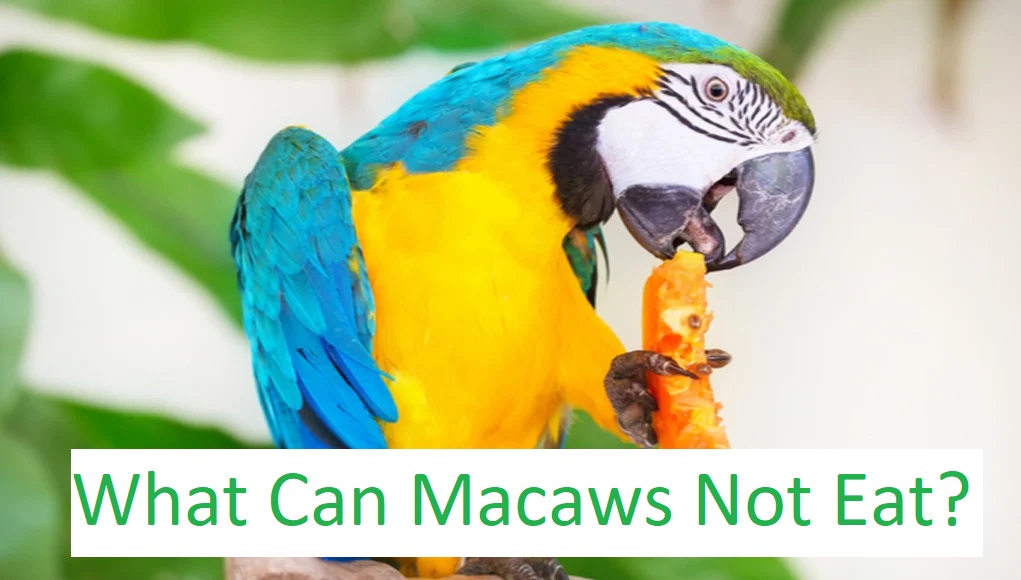 What Can Macaws Not Eat?