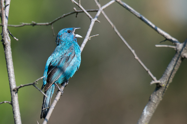 What Color is a Canary