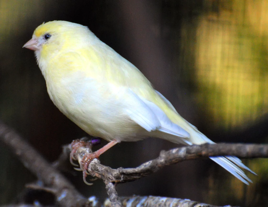 What Color is a Canary