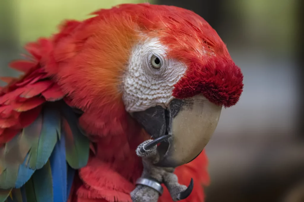 What Do Macaws Eat