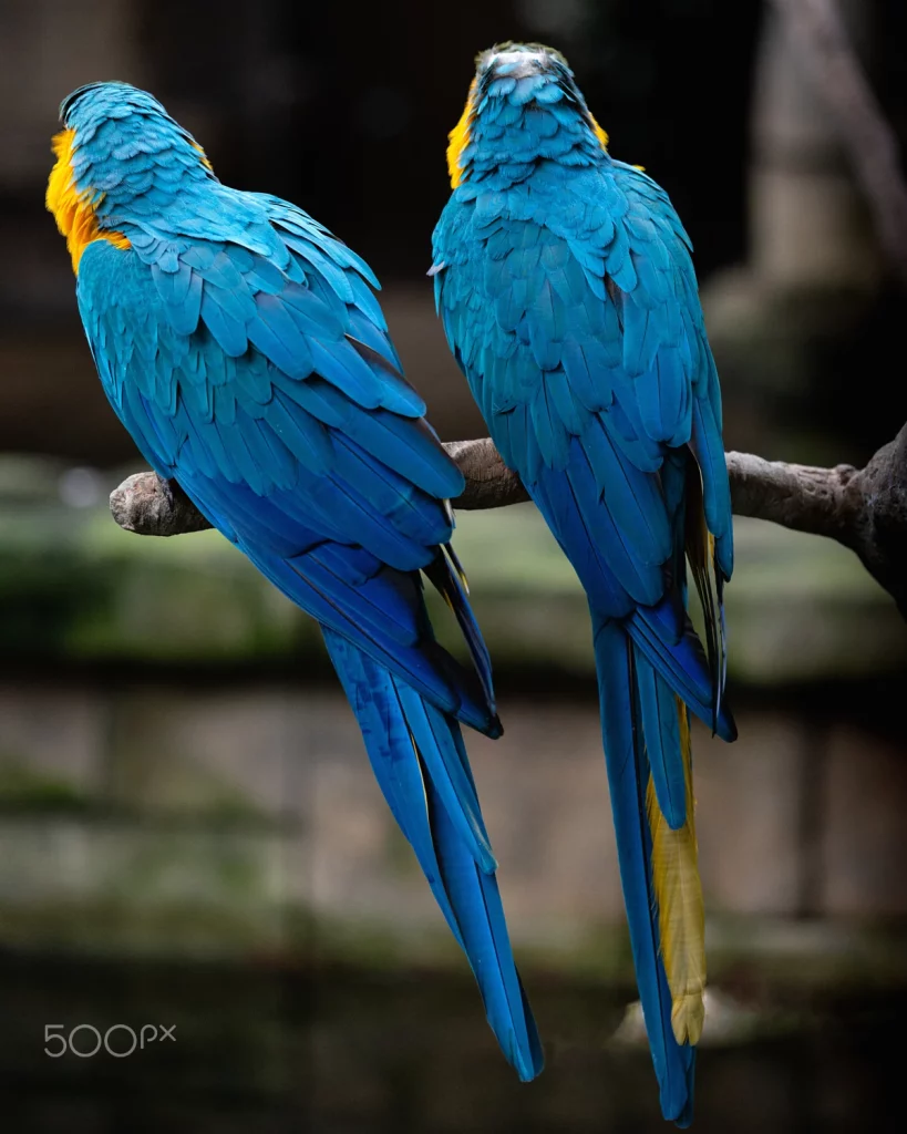 What Do Macaws Eat
