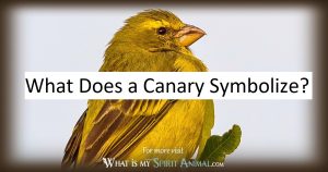 What Does a Canary Symbolize?